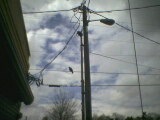 Bird on a wire.